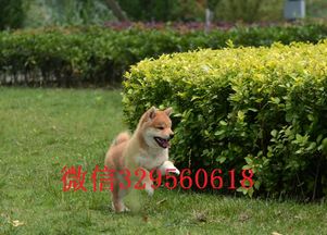 柴犬繁殖基地在哪里