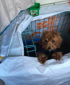 泰迪打完狂犬疫苗多久可以洗澡