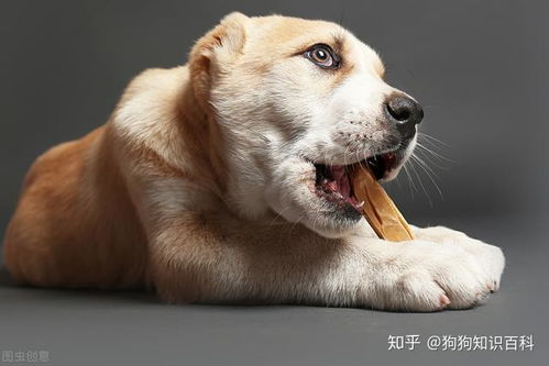 狗狗如何消化骨头