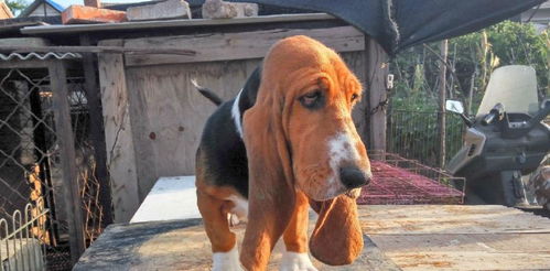 猎犬捕猎注意哪些
