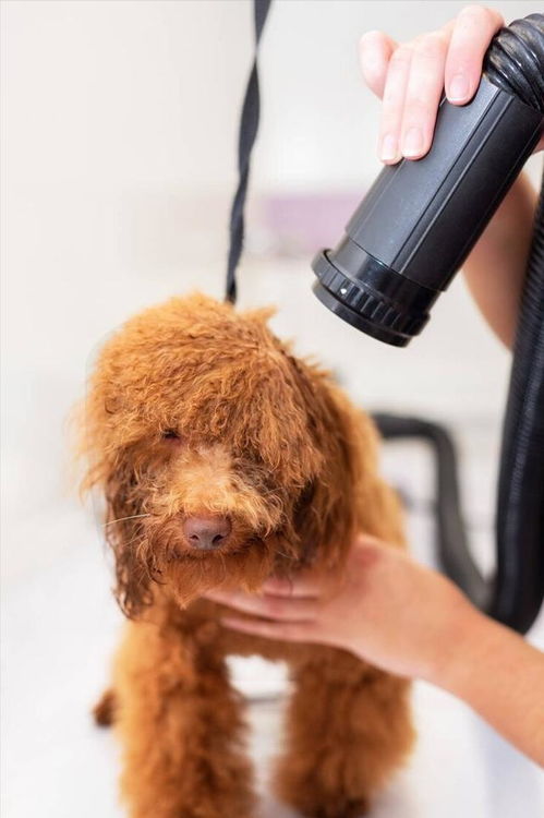 泰迪犬出生多久洗澡