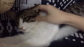 猫多久喂一次猫草