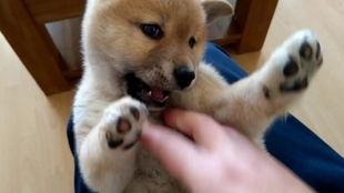 柴犬长毛期有多久