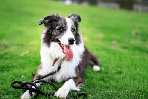 柯基犬和边牧犬哪个好