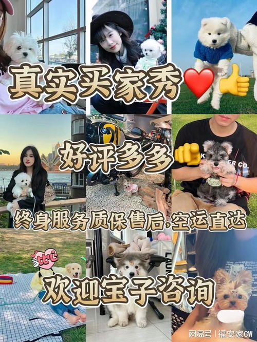 武汉哪里卖狗的地方