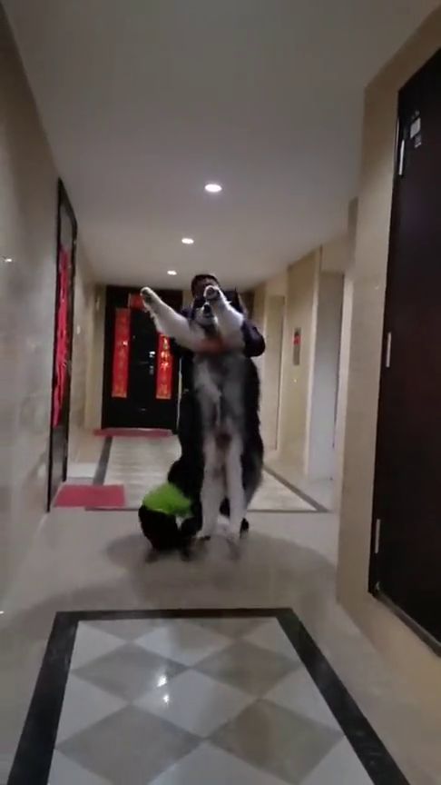 狗抱回来多久洗澡