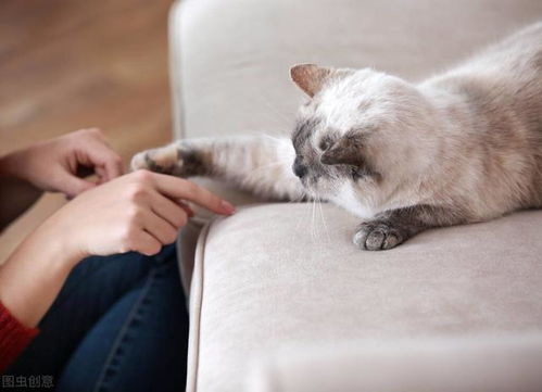猫多久不认识主人