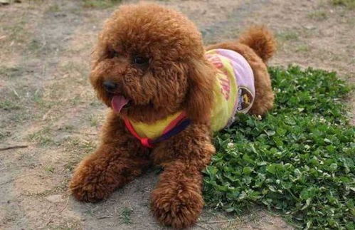 泰迪狗如何买