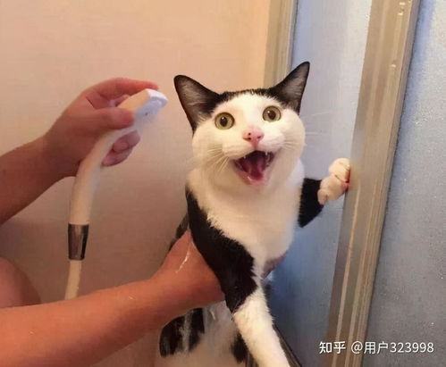 如何给小猫清洁