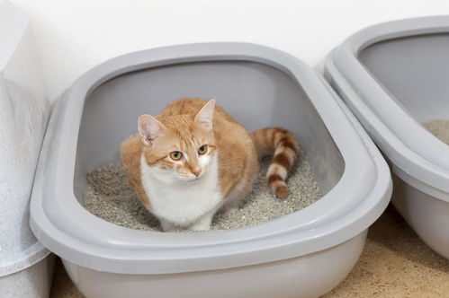 猫砂放在哪里比较好