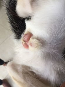 公猫的蛋蛋多久长出来