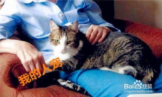 如何安抚猫咪