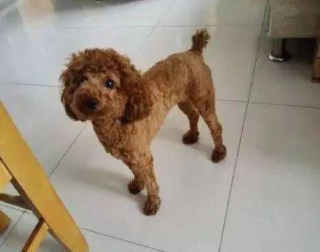 泰迪狗如何长胖