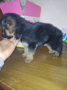 如何提高幼犬食欲