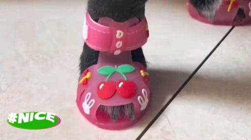 如何做狗鞋子