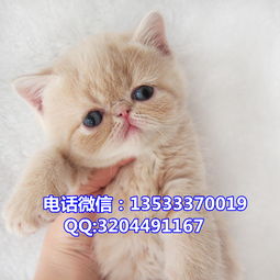 哪里可以卖加菲猫