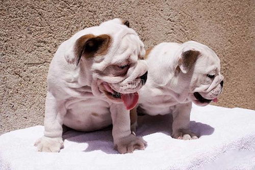 英国斗牛犬如何饲养