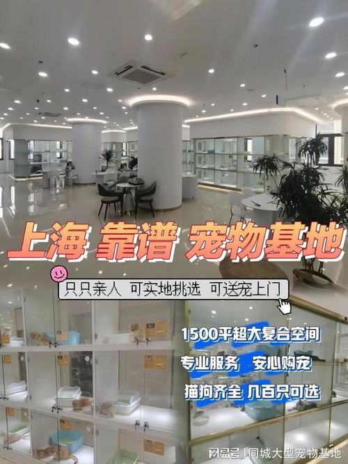 上海哪里有猫店