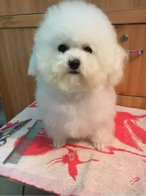 如何给比熊犬剪毛