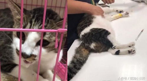猫打完麻醉多久恢复