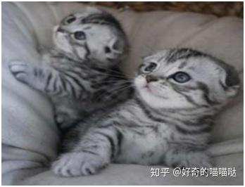 宠物猫的性格有哪些类型