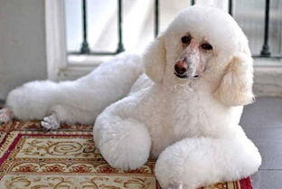 贵宾犬是哪些犬