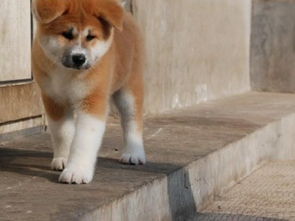 秋田犬哪里可以买