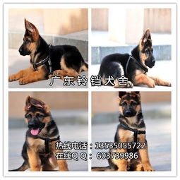 广州哪里有德牧犬卖