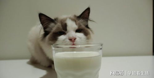 小猫多久能喝牛奶吗