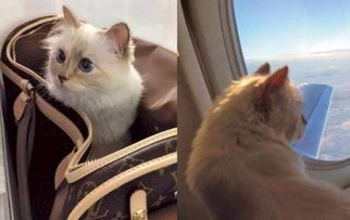 如何带猫猫上飞机