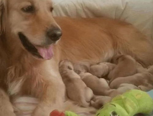 金毛犬怀孕多久生