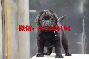 南阳哪里有狗场