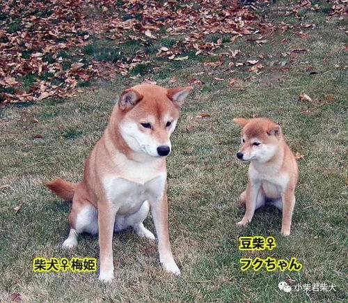 柴犬是哪里的