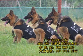 广东哪里有养狗基地