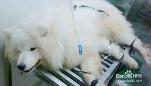 如何判断狗狗犬瘟