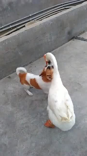 狗生了以后多久出门