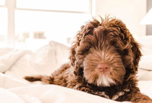 泰迪多久打狂犬疫苗