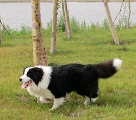 中型牧羊犬有哪些