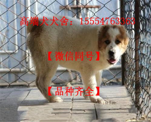 上海哪里有卖杜宾犬