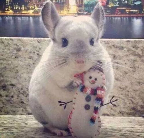 龙猫怀孕多久生子