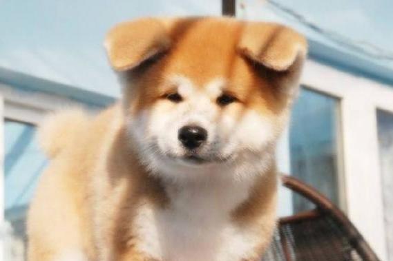 秋田犬养着如何