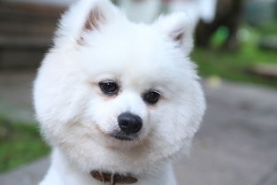 好看的小型犬有哪些