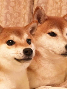 幼犬如何御寒