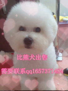 想买狗去哪里买比较好
