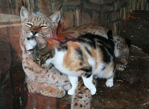 大猫有哪些品种
