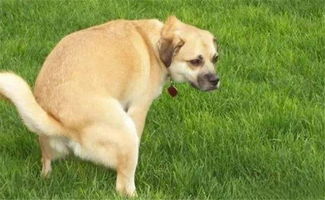 狗狗在哪里拉屎