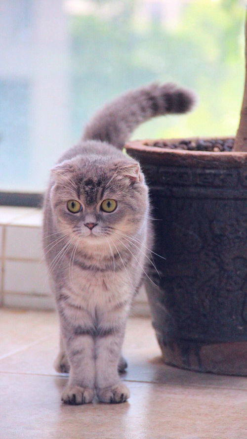 哪里有折耳猫卖