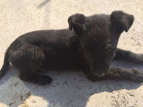 都有哪些小型长毛犬