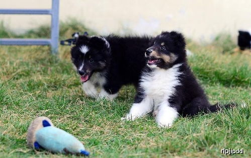 幼犬多久开始训练