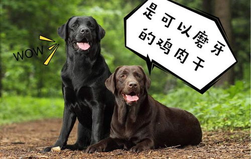拉布拉多犬狗粮哪个好